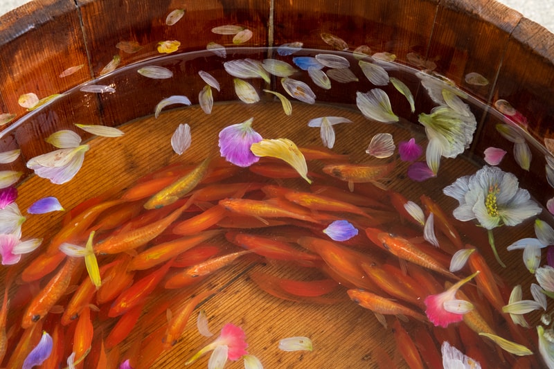 riusuke fukahori goldfish blossoms artworks art artist