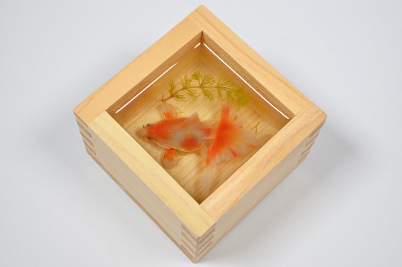riusuke fukahori goldfish blossoms artworks art artist