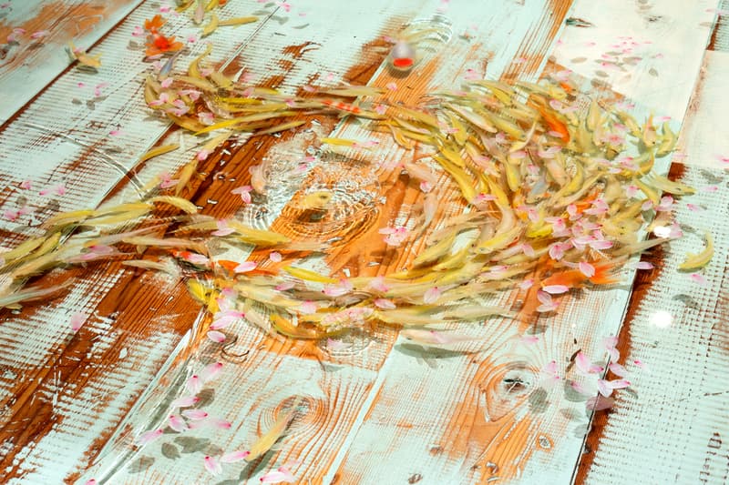 riusuke fukahori goldfish blossoms artworks art artist