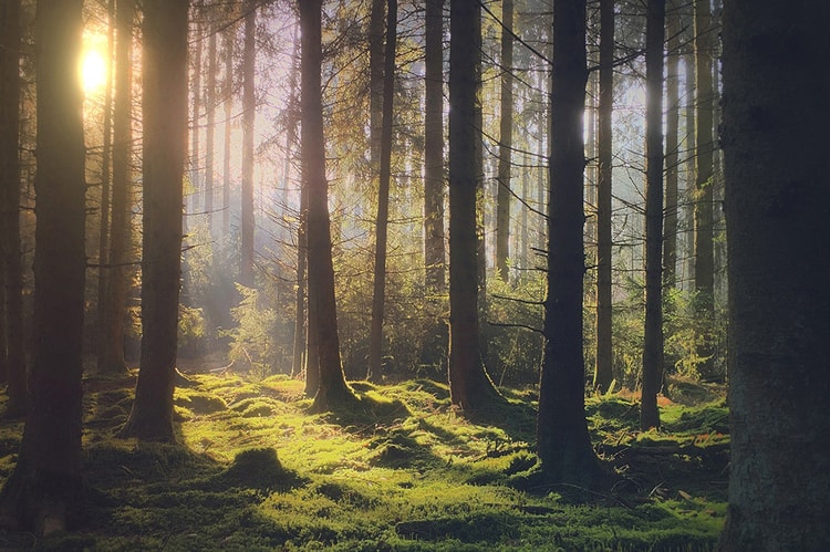 Apple Will Now Pay Licensing Fee to #ShotOniPhone Contest Winners Following Backlash