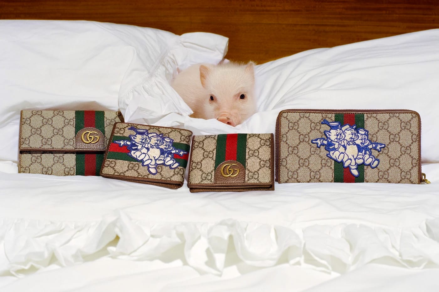 pig collection gucci