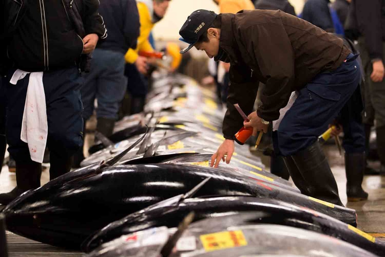 Tuna Sells for Record $3.1 Million USD at Tokyo's New Tsukiji Fish Market