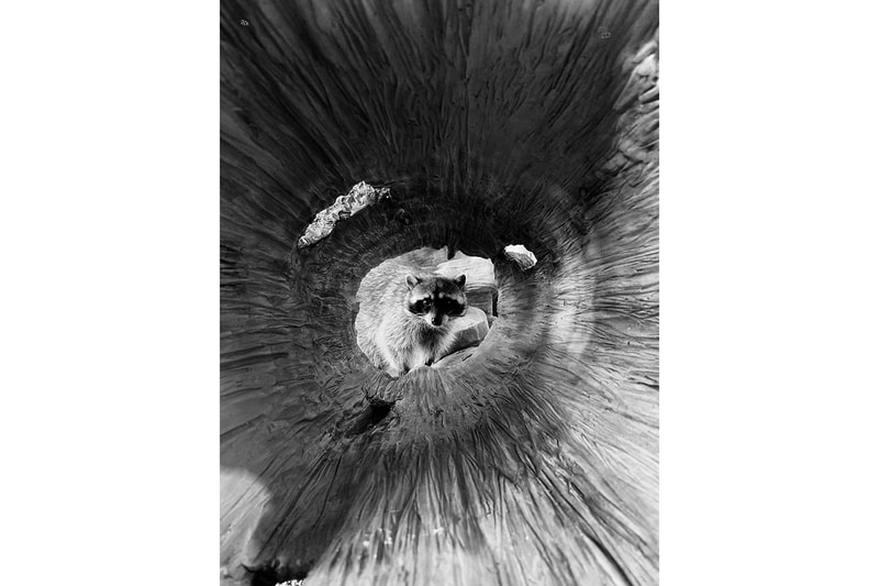 Apple Shot on iPhone Challenge Winners Worlds Best Photos Photography Camera  