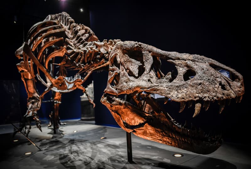 World Biggest T-Rex Discovered Canada Tyrannosaurus rex Dinosaur National Geographic