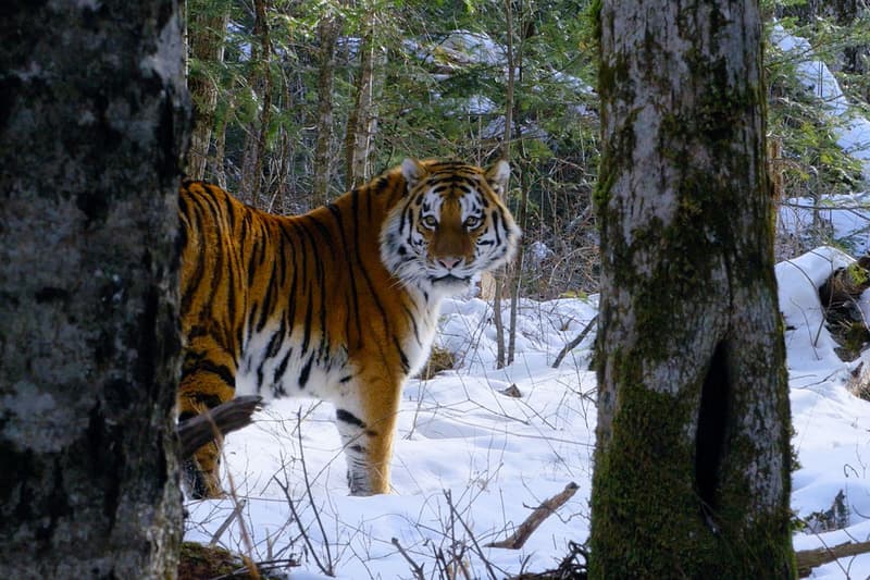 Netflix Warns Audience Graphic Content Our Planet animals documentary shows nature