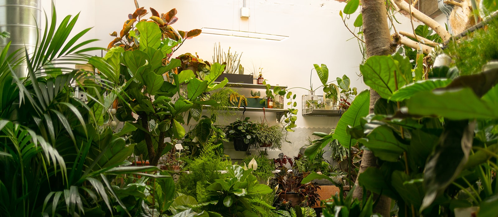 House Plant Care Guide Conservatory Archive London PRICK Cacti Succulents Caring for Plants Aftercare Plantfluencer PlantSOS Gynelle Leon Dandy Farmer Matthew Puntigam Fay Davies