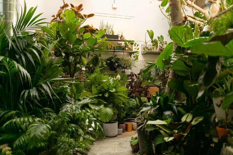 This Is Why Your Plants Keep Dying