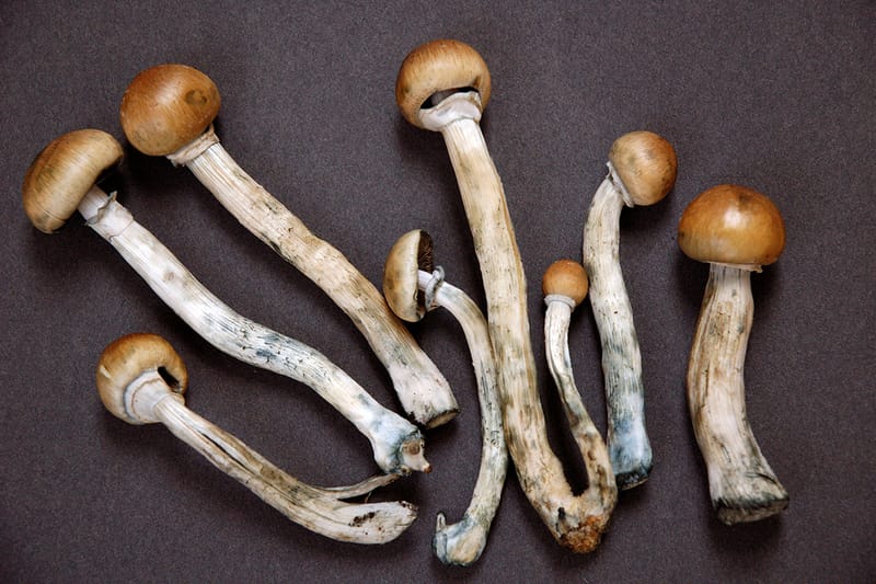 Denver Residents Are Close to Legalizing Shrooms