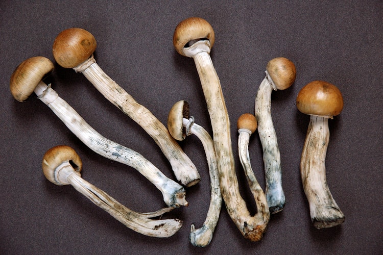 Denver Residents Are Close to Legalizing Shrooms