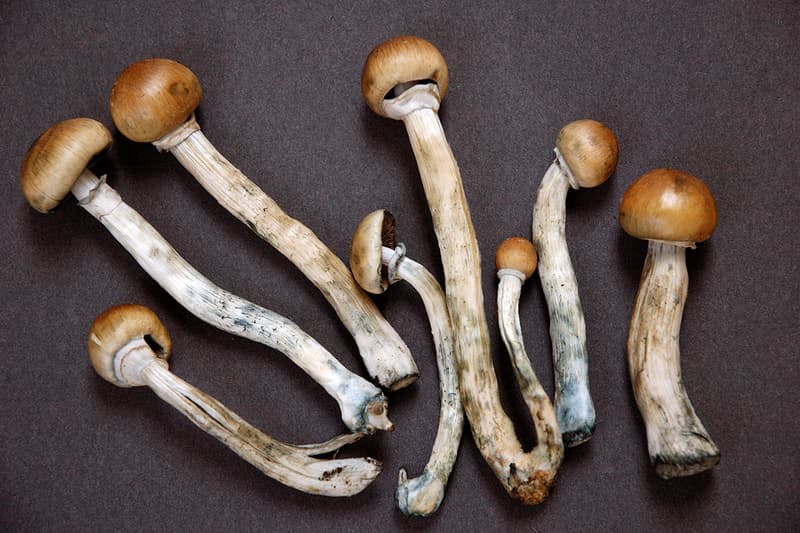 Denver Residents Vote to Legalize Shrooms drugs cannabis weed marijuana US united states elections voting criminal law decriminalize