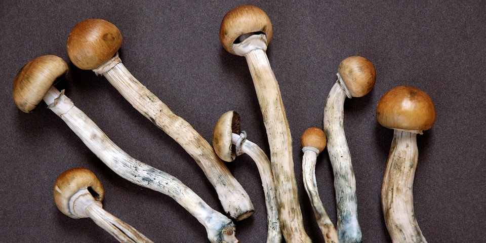 Denver Residents Are Close to Legalizing Shrooms