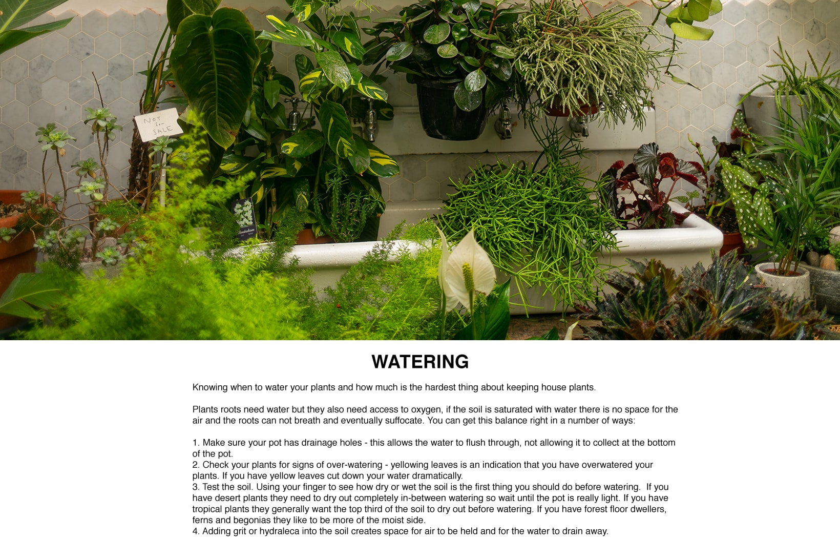 House Plant Care Guide Conservatory Archive London PRICK Cacti Succulents Caring for Plants Aftercare Plantfluencer PlantSOS Gynelle Leon Dandy Farmer Matthew Puntigam Fay Davies