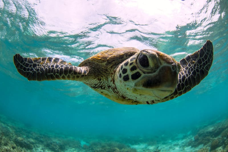 Uber is Expanding to Submarine Rideshares with "scUber" Contest