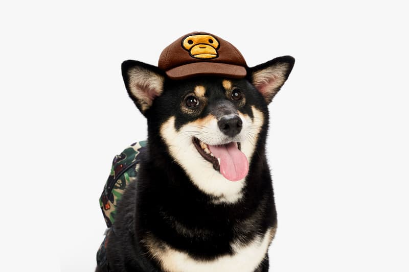Baby Milo Pet Collection Spring/Summer 2019 lookbooks dogs bape a bathing ape bowls leashes plush toys ss19 hong kong it store