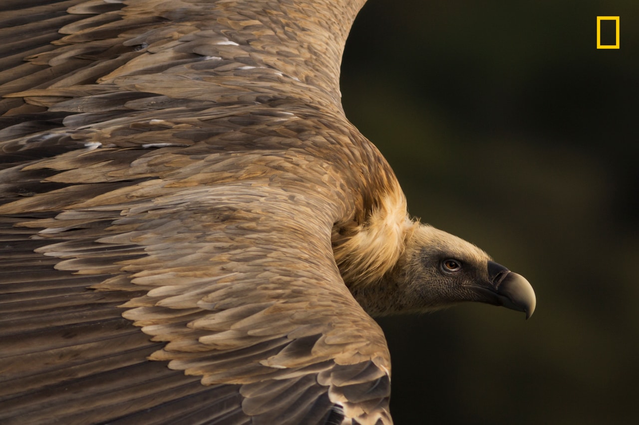 national geographic 2019 travel photo contest winners photographer 