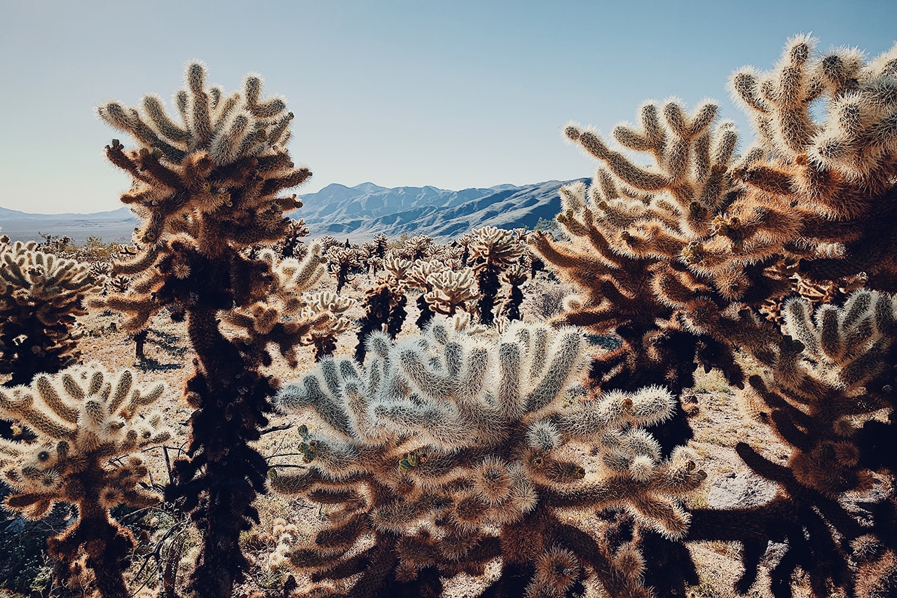 Apple iPhone Photography Awards 2019 IPPAWARDS Gabriella Cigliano Diogo Lage Yuliya Ibraeva Peng Hao Elena Bolshakova Magali Chesnel Jiangying Guo Kuanglong Zhang Shuo Chen Valeria Cammareri Clarita Phiri Beierdoerffer Neri Rivas Dan Liu Christian Horgan Erik Burdett Lenny Yueng Lianyu Lu Dyllon Wolf Sally Ann Field Wei Xiong