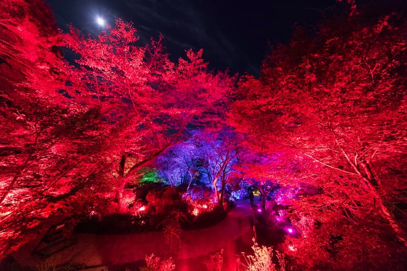 teamLab Mifuneyama Rakuen Park Immersive Exhibition A Forest Where Gods Live humans nature interactions Floating Resonating Lamps Drawing on the Water Surface Created by the Dance of Koi and Boats Ever Blossoming Life Rock Universe of Water Particles on a Sacred Rock The Floating Tree