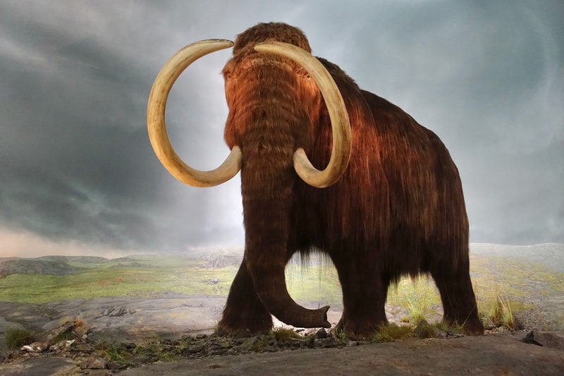 woolly mammoth mastodon ancient discoveries archaeology 