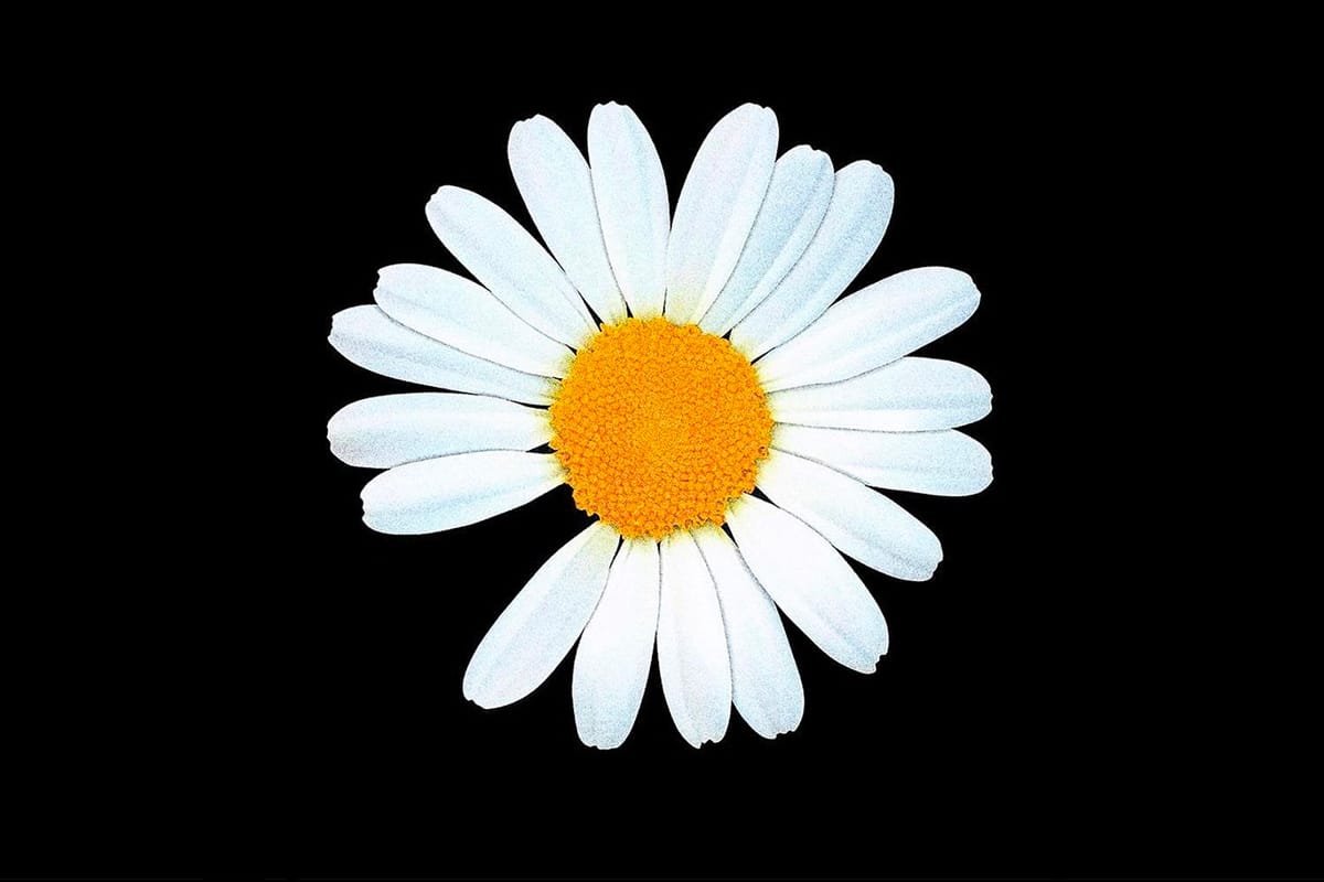 nike air force 1 daisy flower