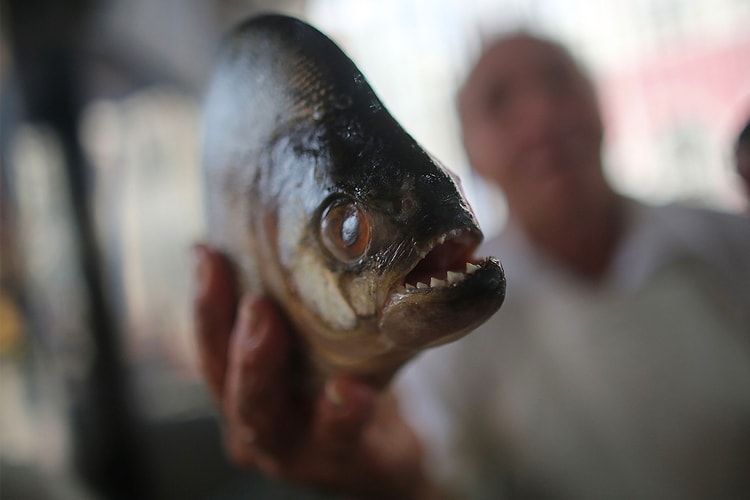 Japan Prepares For World's First Piranha Ramen