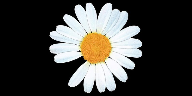 nike daisy flower