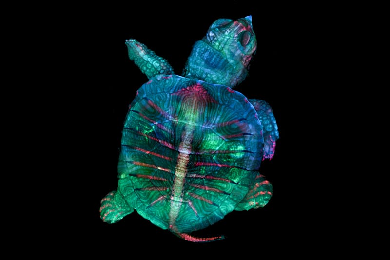 Winning Images from Nikon's 2019 Small World Photography Competition