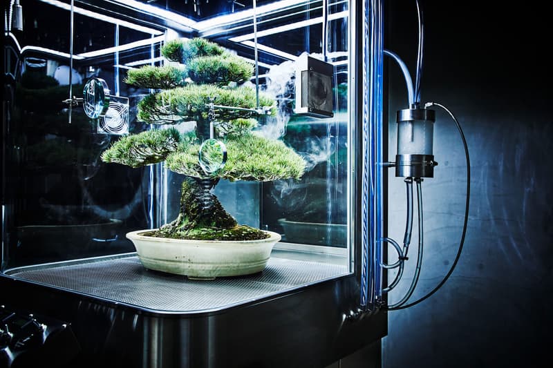 azuma makoto paludarium tachiko bonsai tree plant protection machine artworks flower arrangements