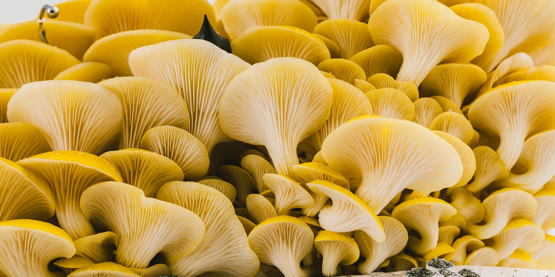 HYPEBEAST Ignition Wretched Flowers Interview