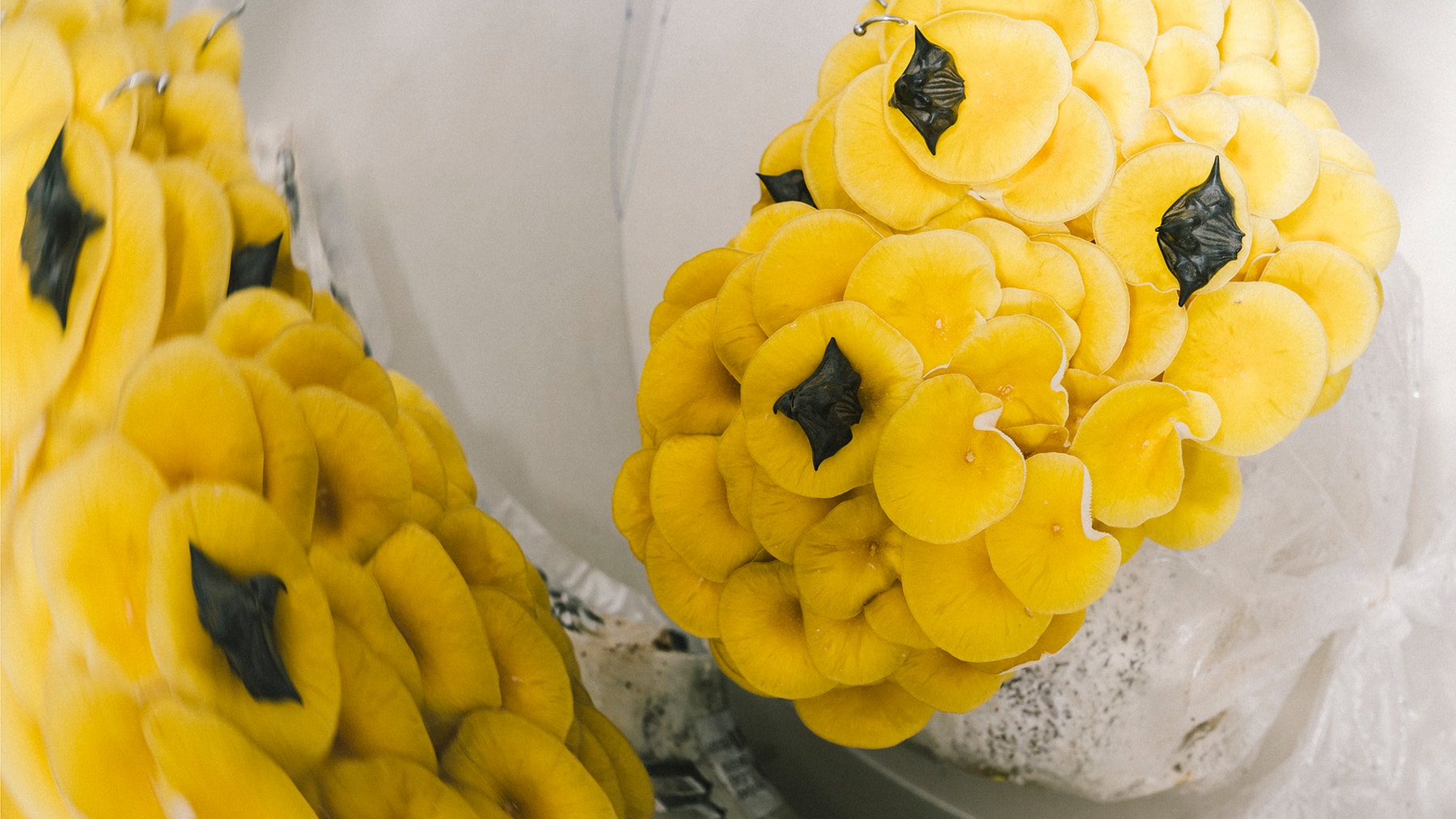 HYPEBEAST Ignition Wretched Flowers Interview