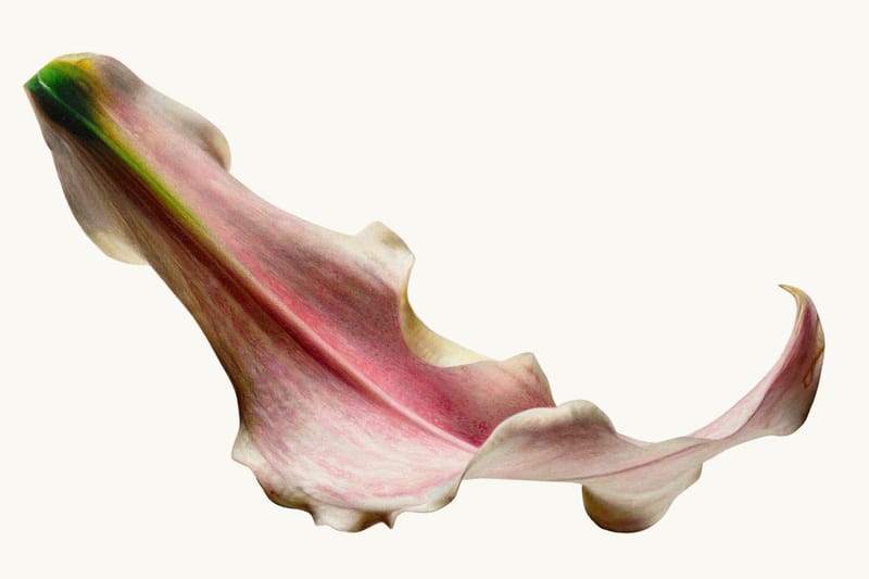 CJ Hendry to Showcase Intricate Petal Works in East London