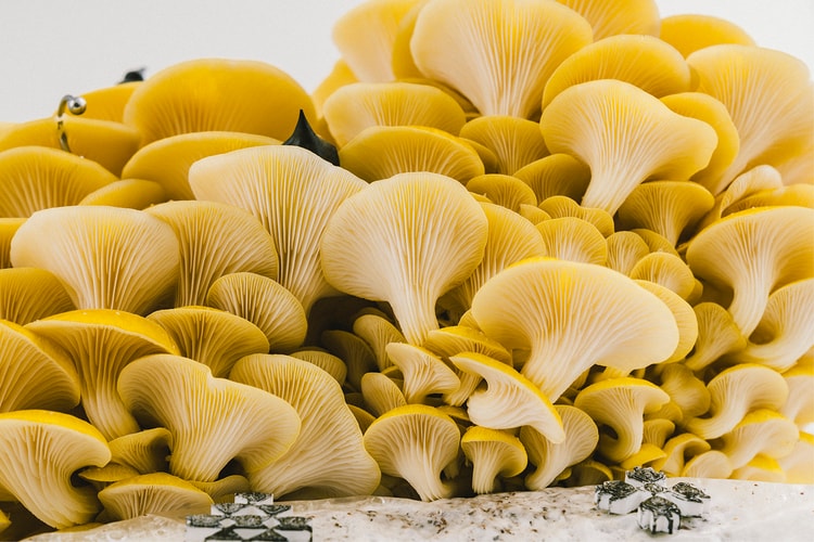 Wretched Flowers Uses Unwanted Plants to Create One-of-a-Kind Bouquets