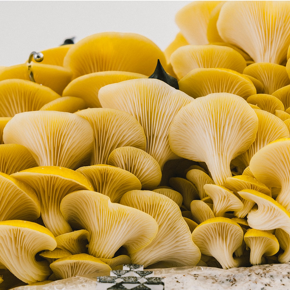 HYPEBEAST Ignition Wretched Flowers Interview