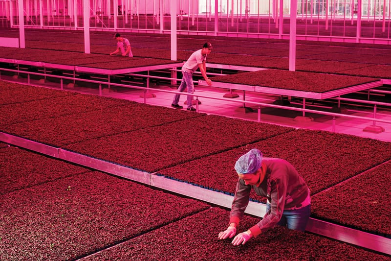 Rem Koolhaas Explores the Future of Countrysides in Guggenheim Exhibition