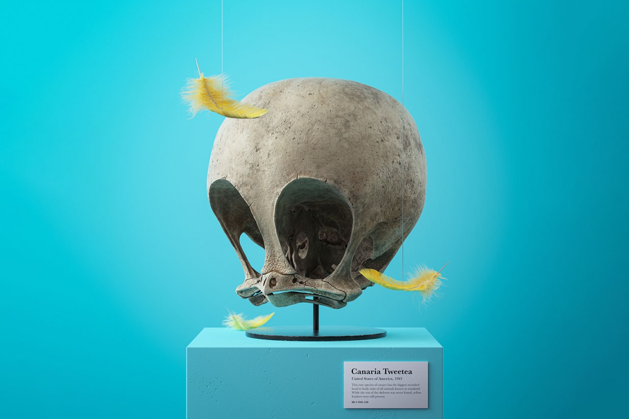 Filip Hodas Cartoon Fossil Skull Series Canis Goofus Anas Scroogius Spongia Bobae Homo Popoculis Mus Minnius Canaria Tweetea CG 3D Illustration