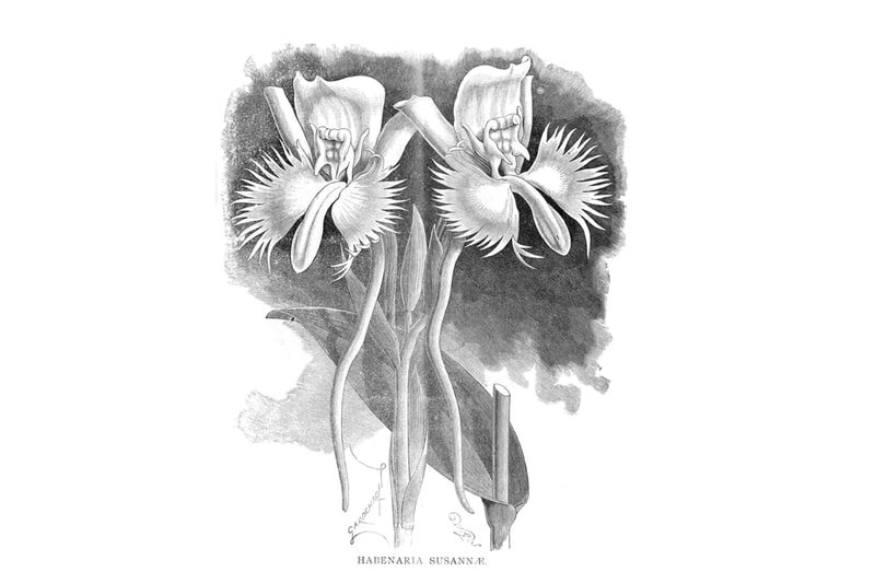 Museums & Libraries Offer Free Downloadable Coloring Books The Getty The Smithsonian University of Minnesota New York Botanic Garden Folger Shakespeare Library
