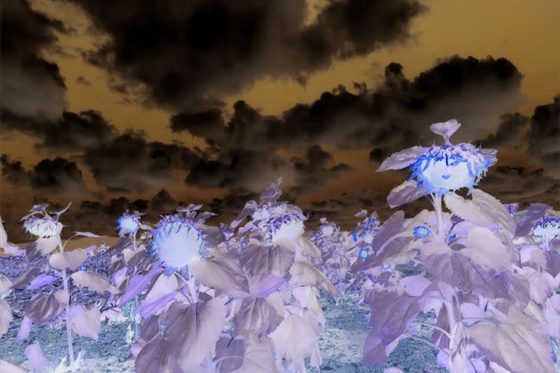 P.P.O.W. Gallery Online Film Exhibition "Hell is a Place on Earth. Heaven is a Place in Your Head" David Wojnarowicz Carolee Schneemann  Hunter Reynolds Guadalupe Maravilla Suzanne Treister