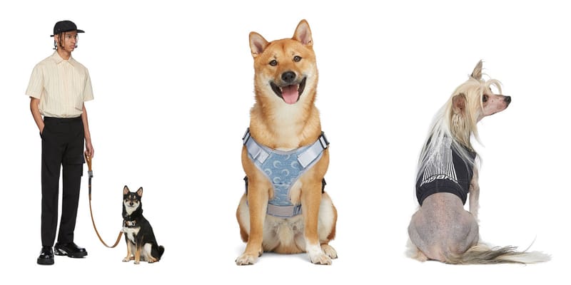 hypebeast dog harness