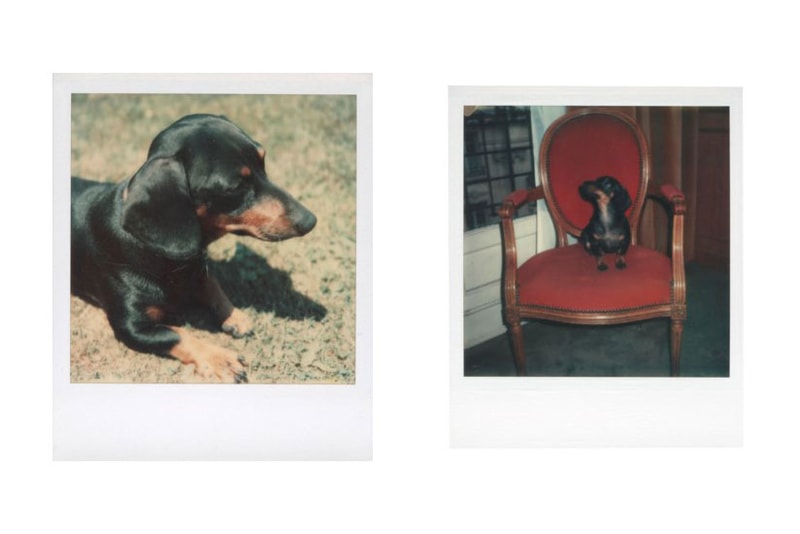 Andy Warhol Foundation & Christie's Auction Emergency Relief Artists COVID-19 Photographs "Andy Warhol: Better Days" Archie Tulips Self-Portrait Andy Warhol 
