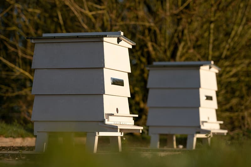 Rolls-Royce Honey Production News Apiary Bees Beekeeping Goodwood West Sussex food sweets pollen luxury British