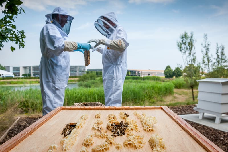 Rolls-Royce Honey Production News Apiary Bees Beekeeping Goodwood West Sussex food sweets pollen luxury British