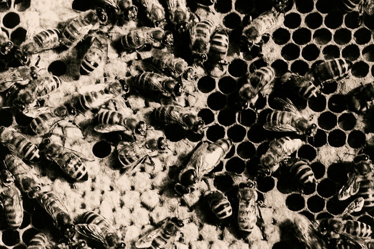 Alexander McQueen's Creators Social Media Series Opens Up to Nature Photography