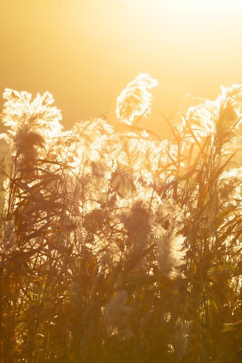 alexander mcqueen creators series nature photography photos pictures sarah burton creative director