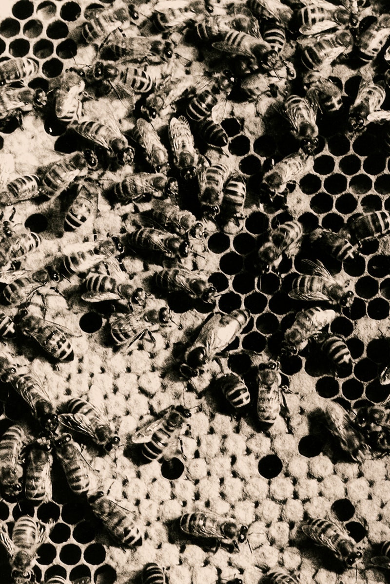 alexander mcqueen creators series nature photography photos pictures sarah burton creative director 
