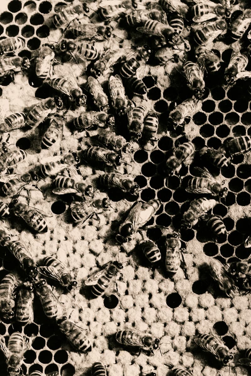 alexander mcqueen creators series nature photography photos pictures sarah burton creative director