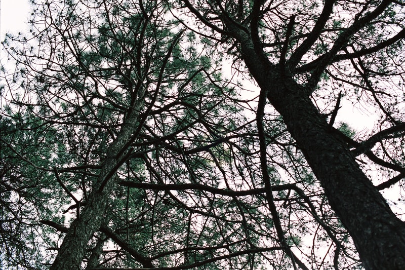 alexander mcqueen creators series nature photography photos pictures sarah burton creative director 