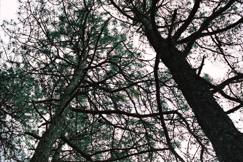 alexander mcqueen creators series nature photography photos pictures sarah burton creative director