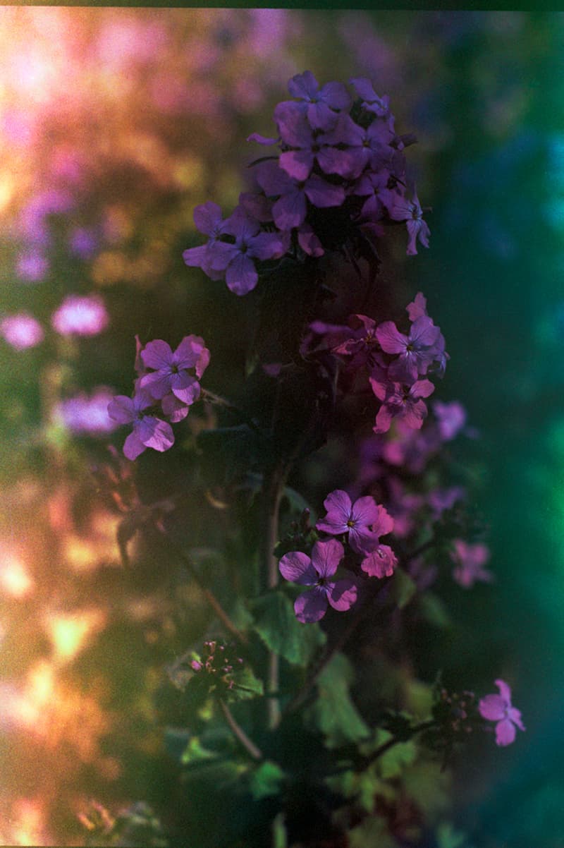 alexander mcqueen creators series nature photography photos pictures sarah burton creative director