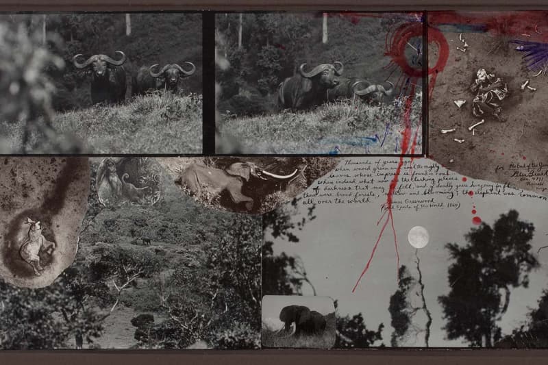 artnet auctions peter beard archival sale art works african wildlife photography