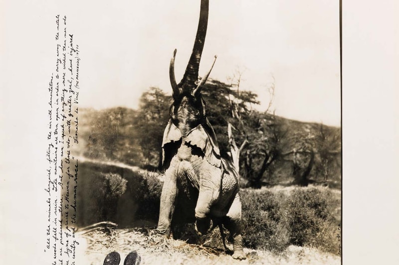 artnet auctions peter beard archival sale art works african wildlife photography 