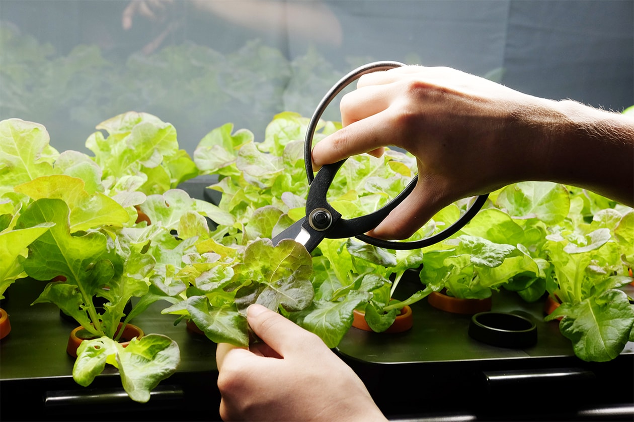 Indoor Farming Sustainable Food Vertical Technology Hydroponic Agriculture Farmshelf Square Roots Space10 Ikea